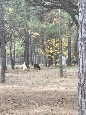 Dog Park at Shuffletown Park photo 2